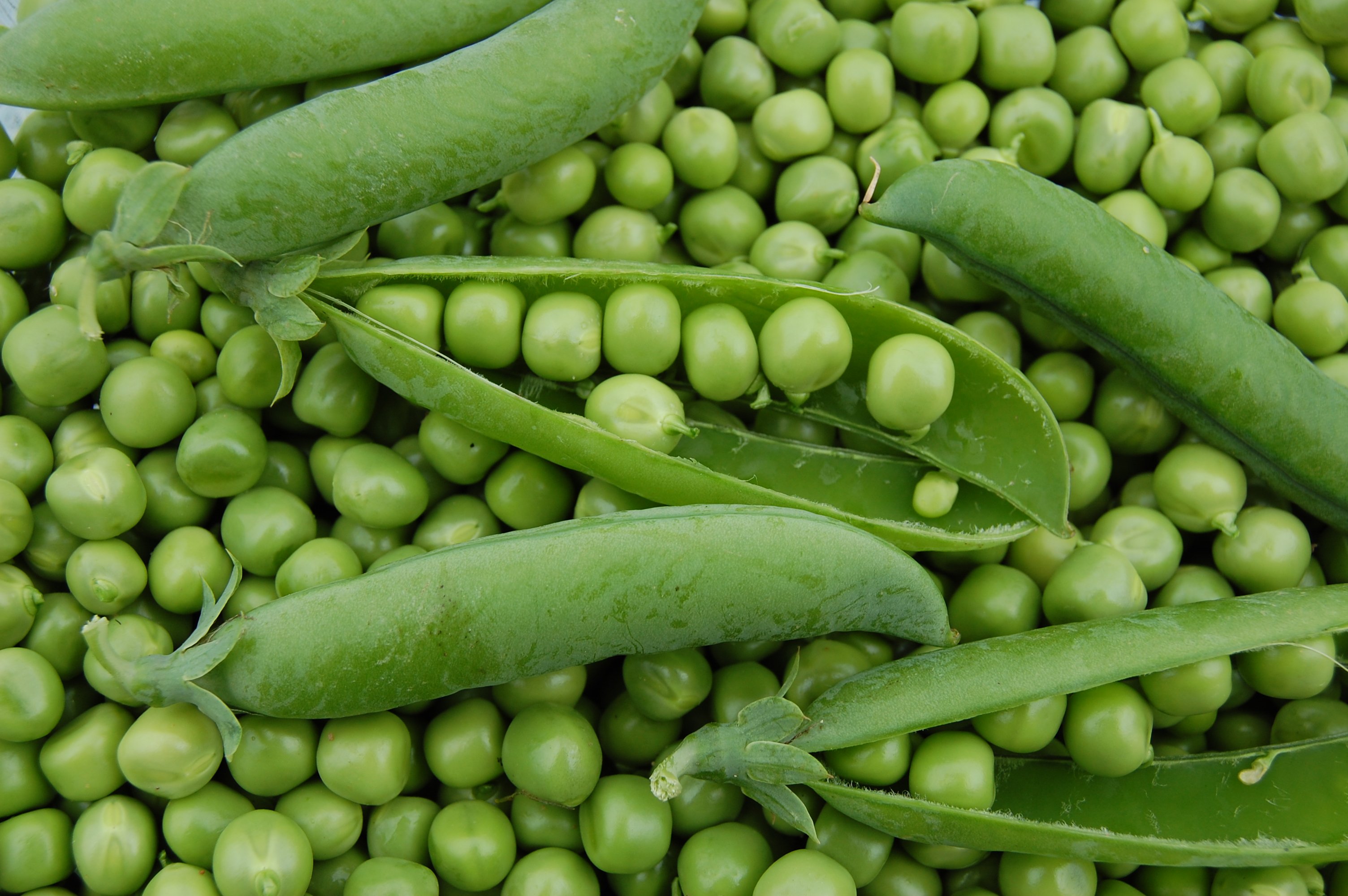 Le petit-pois